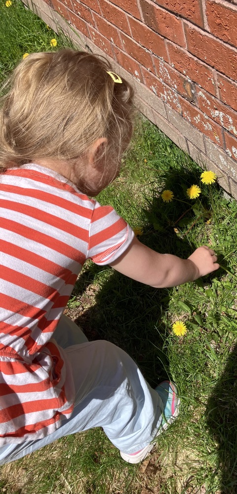 Dandelions