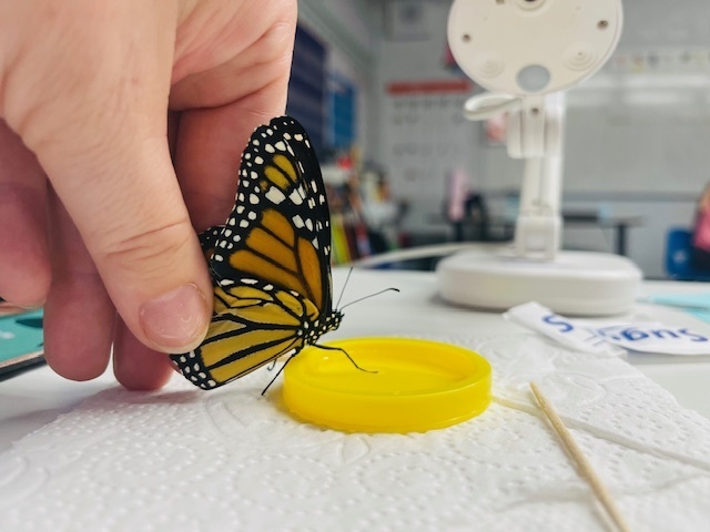 butterfly