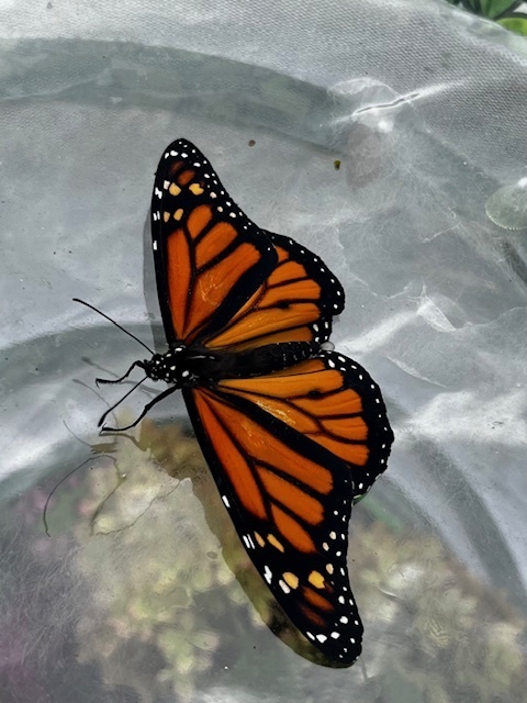 butterfly
