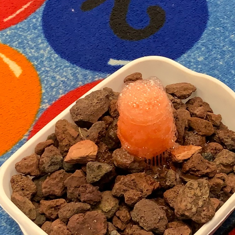 kindergarten volcanos