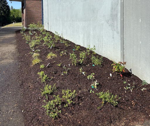 The new native plant garden in its completed form