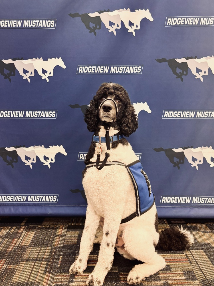 facility dog in vest