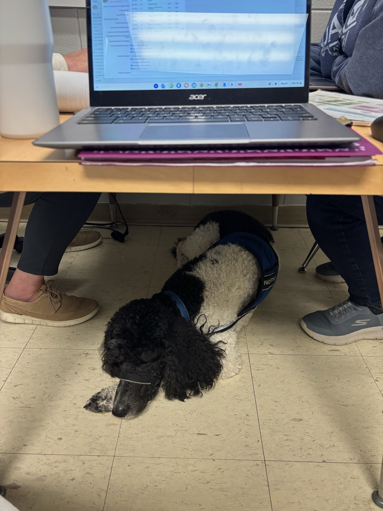 dog sleeping under table