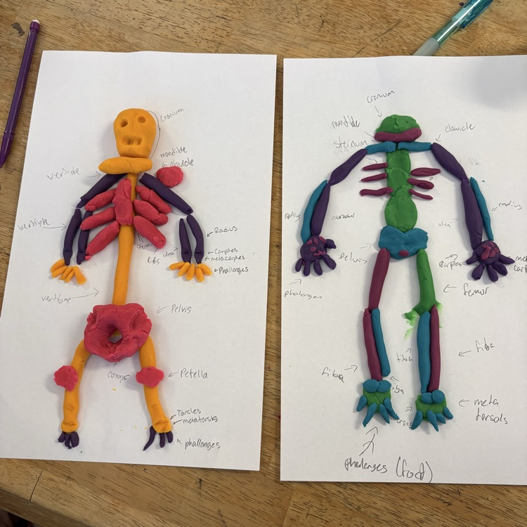 skeletal system 