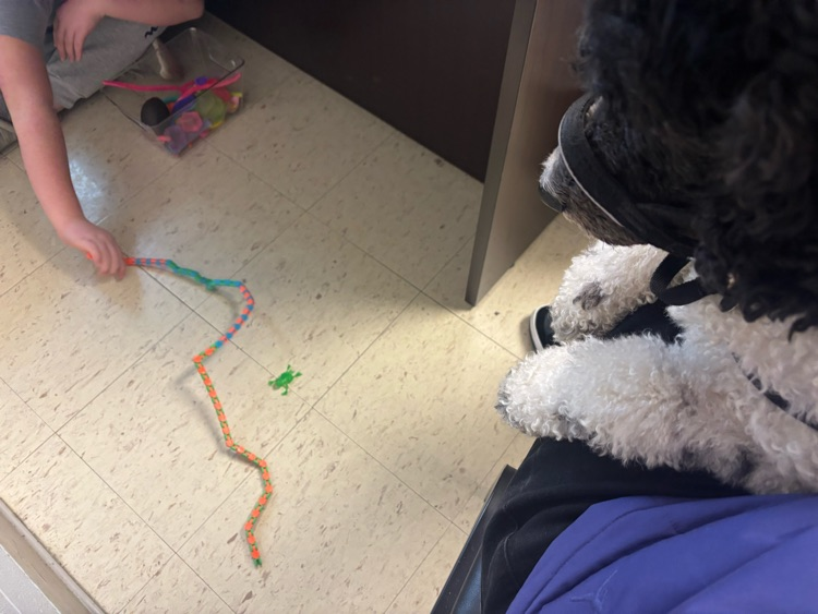 facility dog watching student