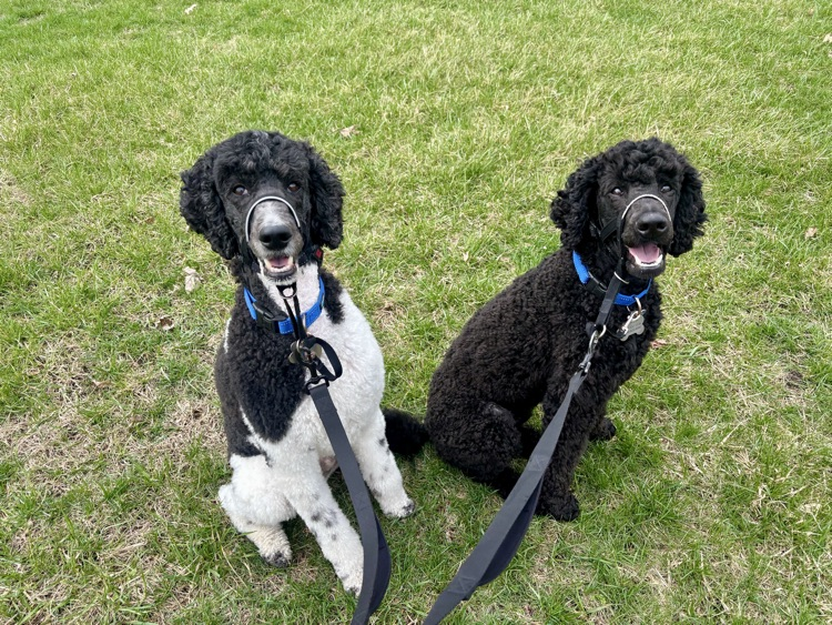 dog at park on a walk