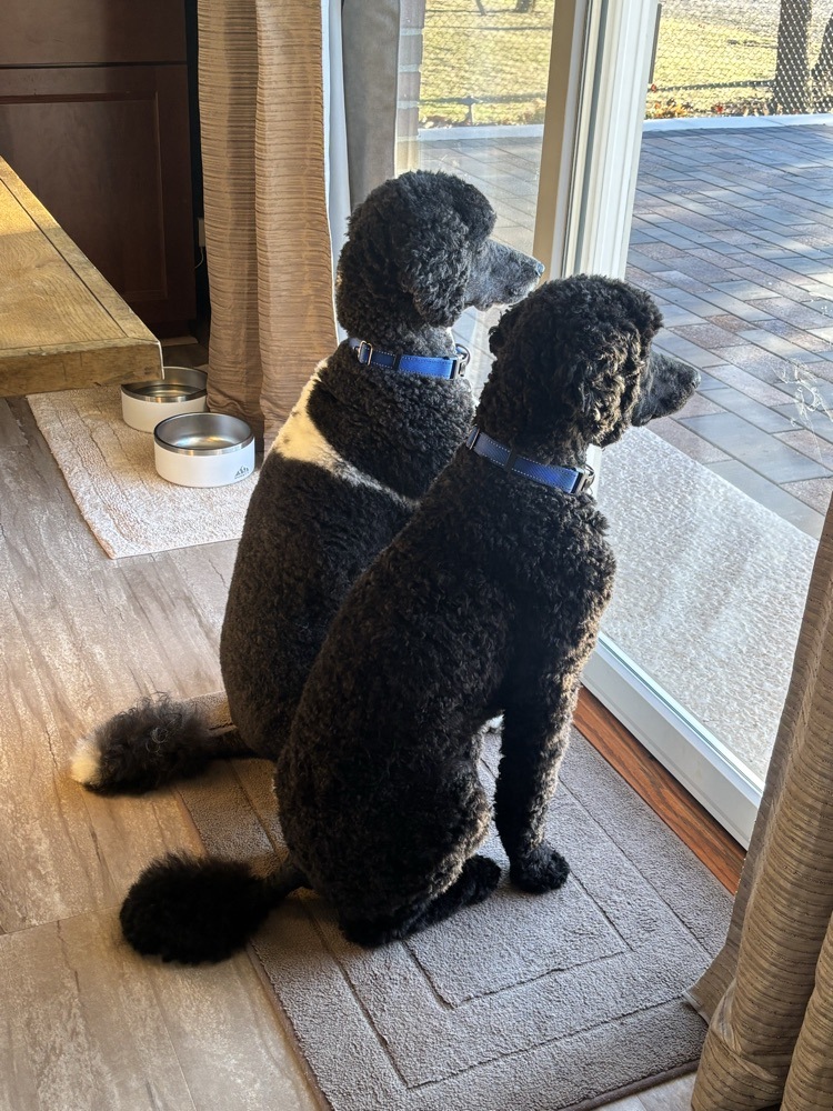 two dogs watching out the windows