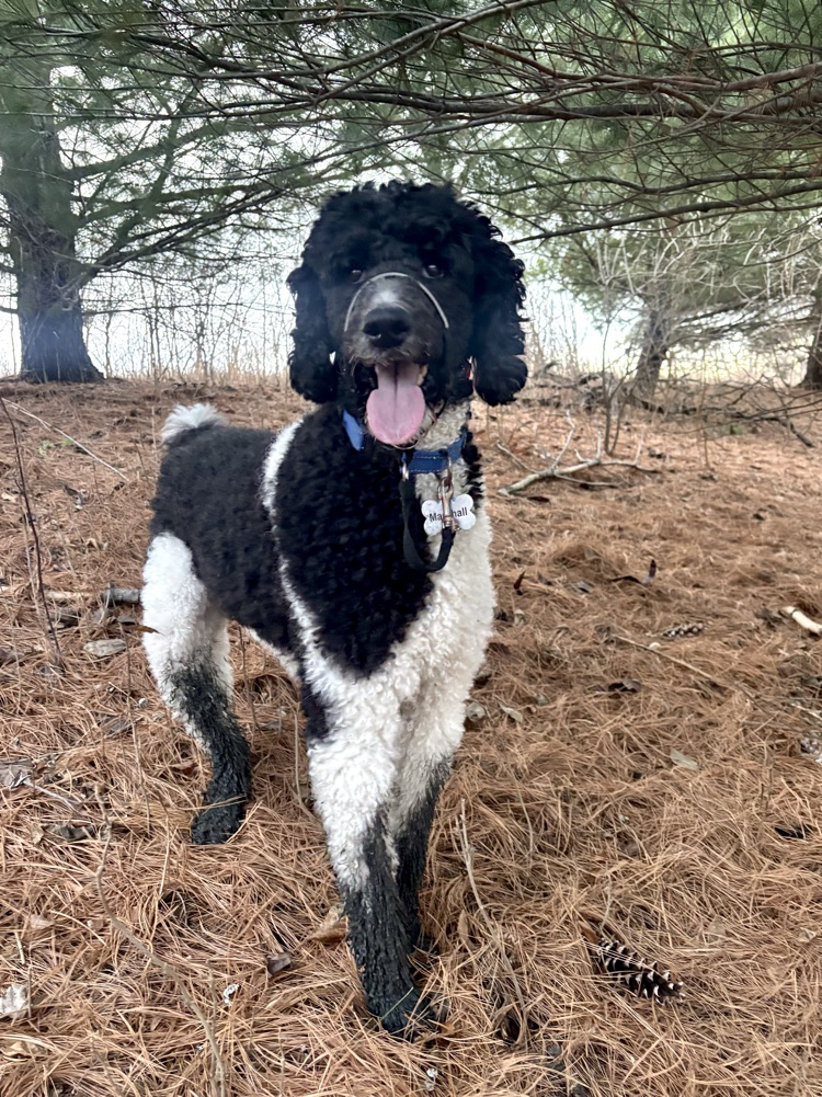 dog smiling with muddy legs
