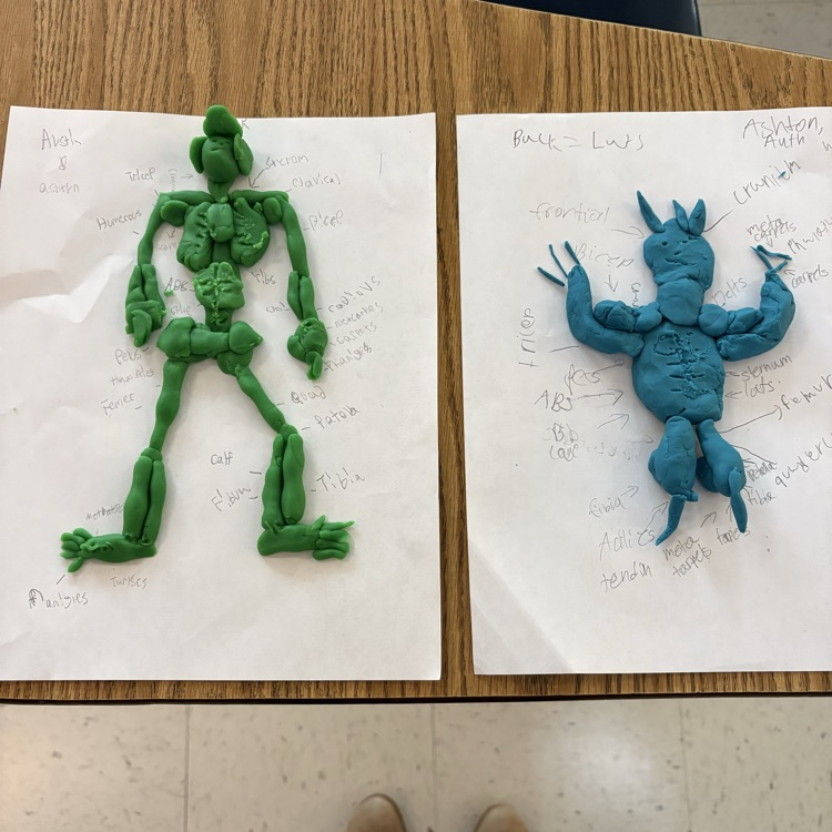 skeletal and muscular system activity 