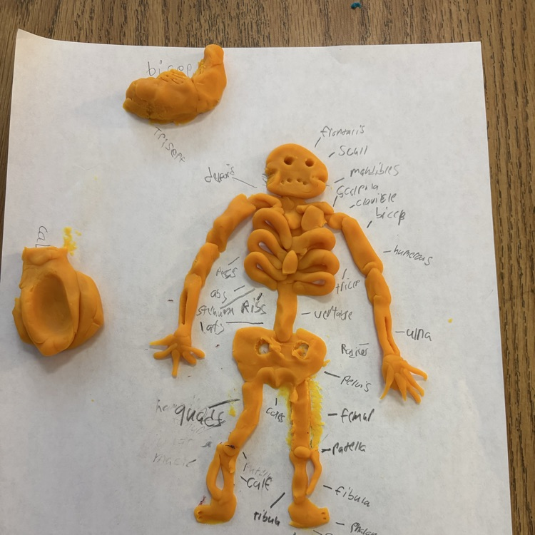 skeletal and muscular system activity