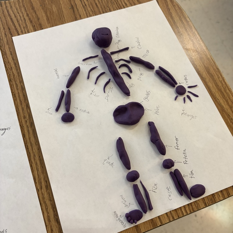 skeletal and muscular system activity