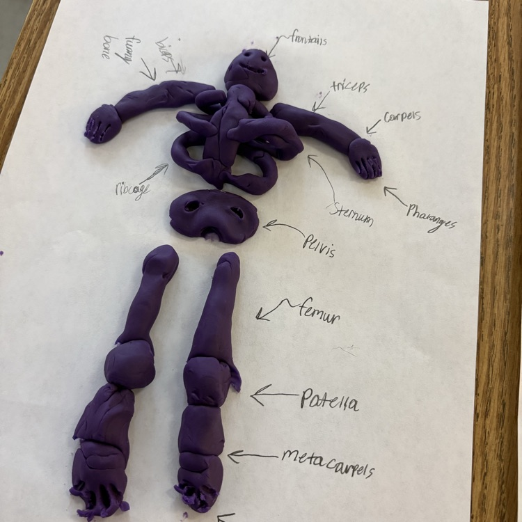 skeletal and muscular system activity