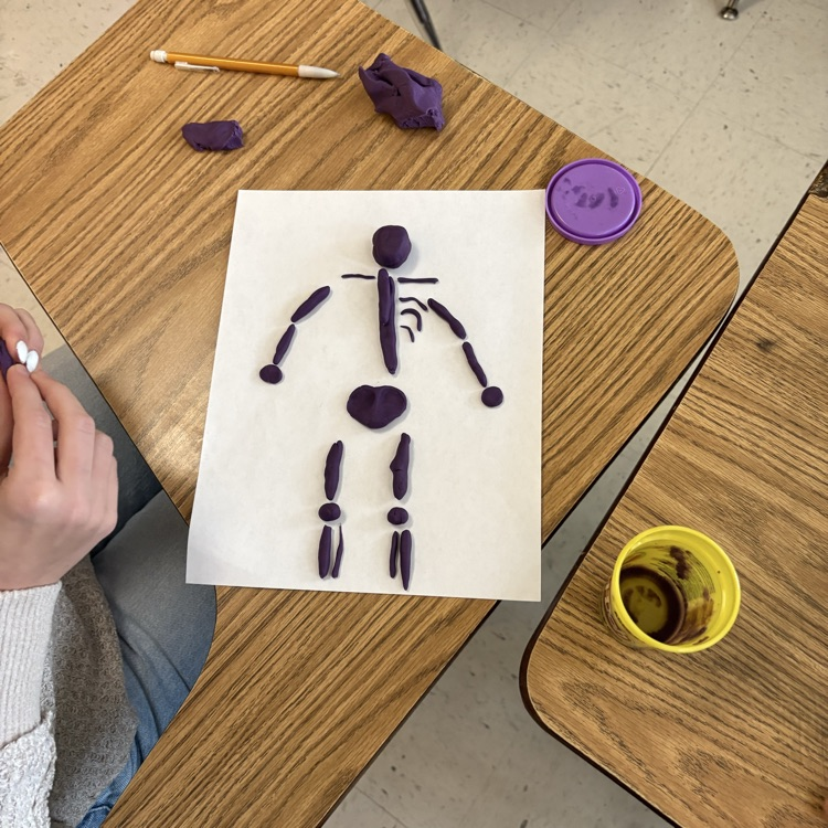 skeletal muscular system activity
