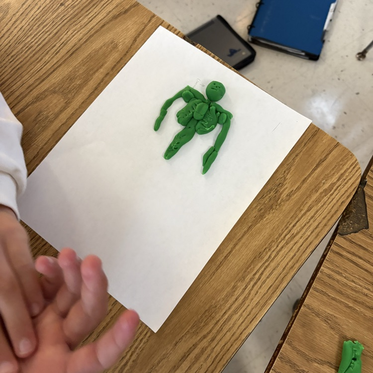 skeletal and muscular system activity