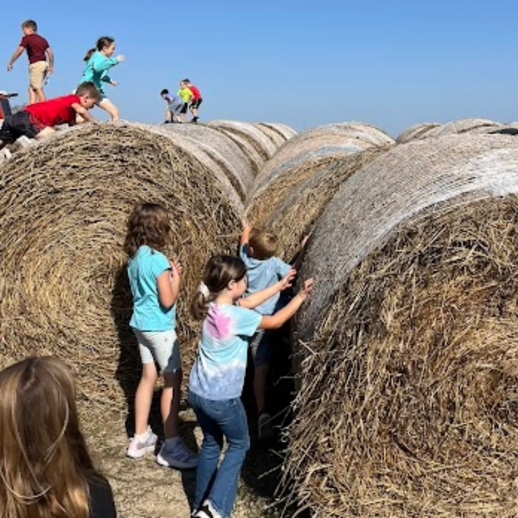 Climbing onto the bales