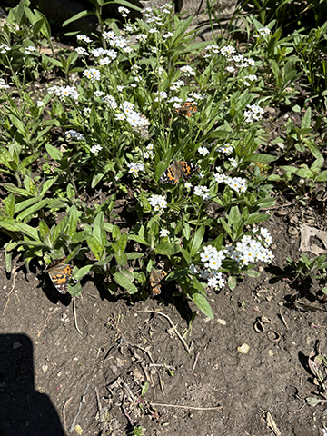 Today was an exciting day in 3rd Grade Science! 🦋 Our caterpillars officially transformed into beautiful Painted Lady butterflies, and students had the opportunity to release them outside. Over the past few weeks, students have been learning all about the Circle of Life and observing the amazing life cycle of a butterfly firsthand. What a fun and memorable learning experience for our 3rd graders! 💙