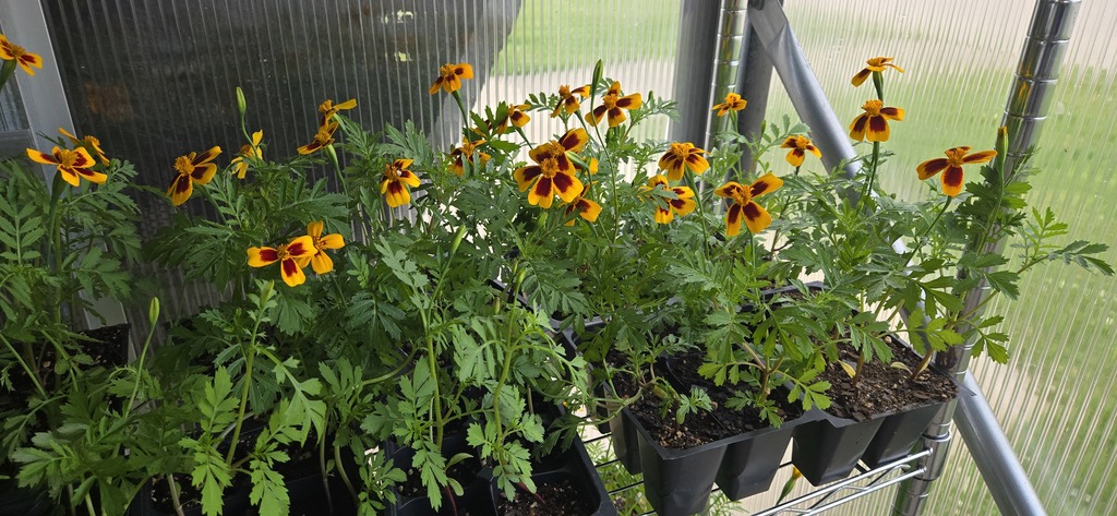 Plants