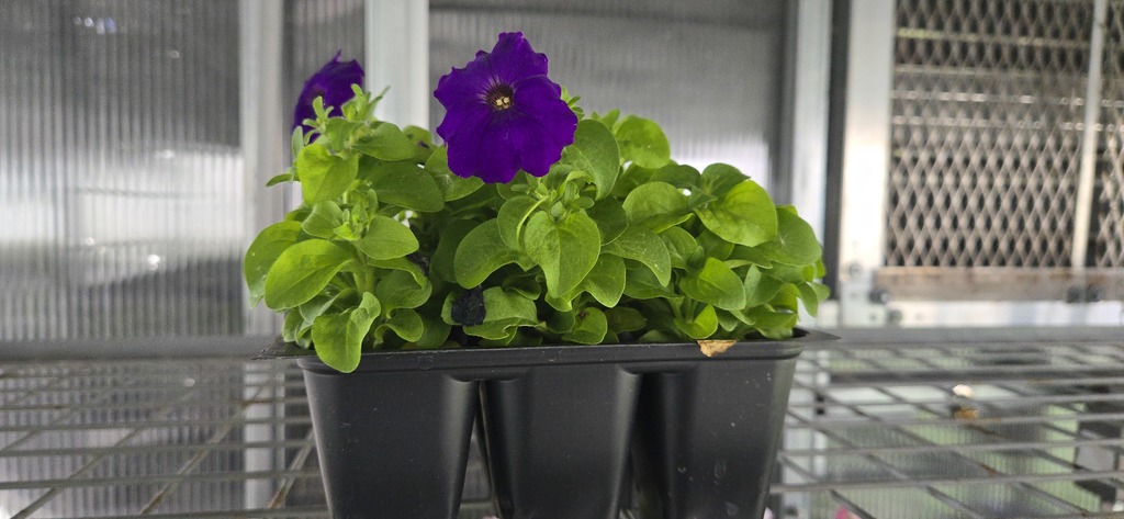 Plants