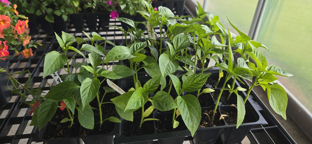 Plants