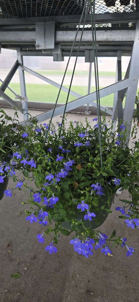 Plants