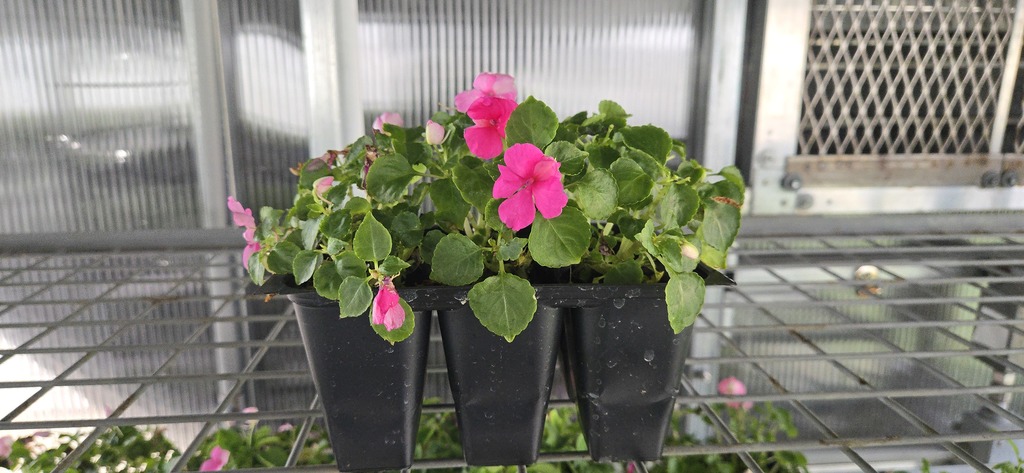 Plants