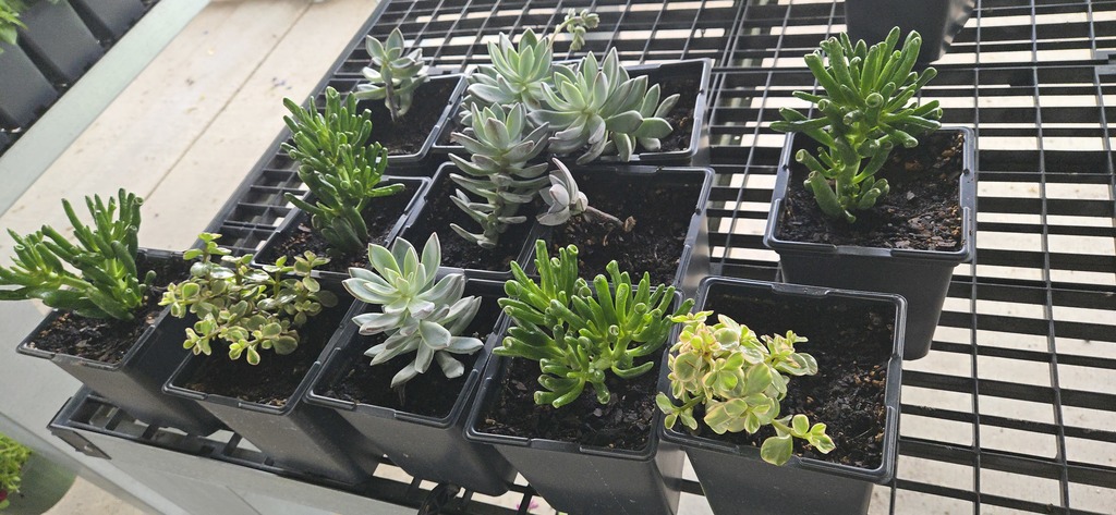 Plants