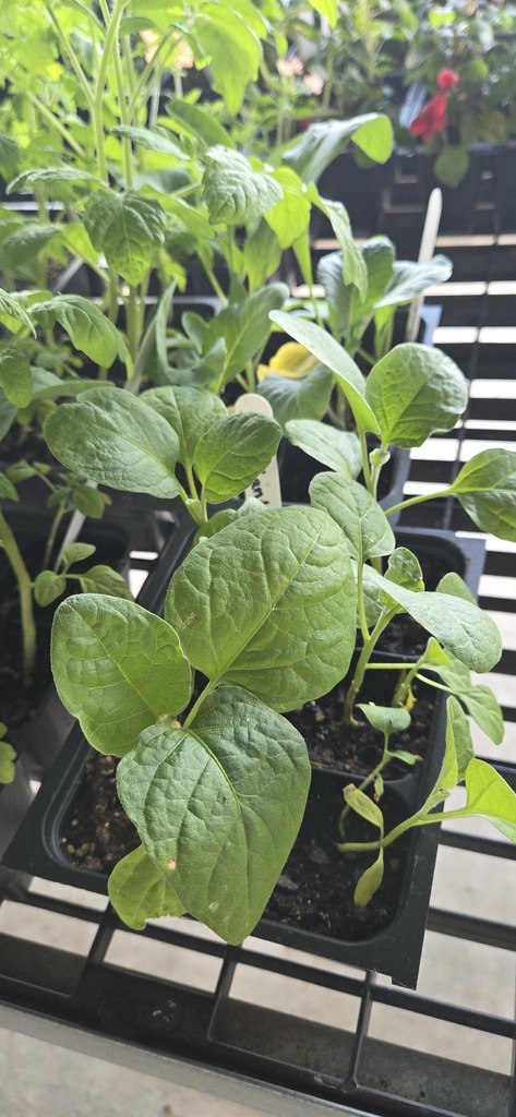 Plants