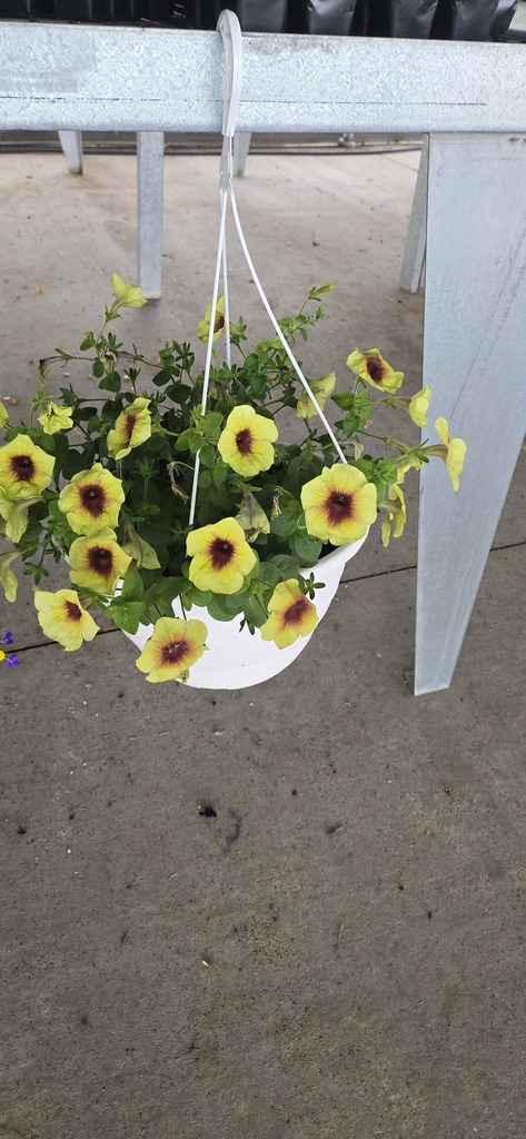 Plants