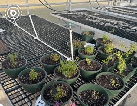 crape myrtle seedlings in greenhouse