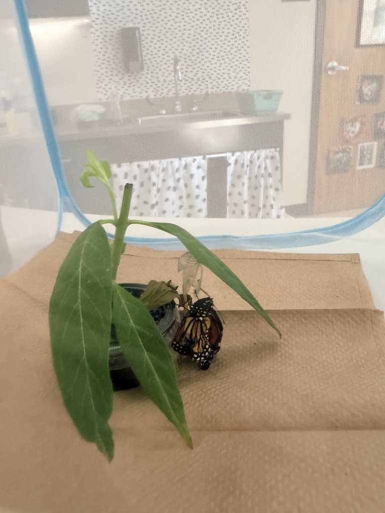 monarch butterflies in kindergarten class