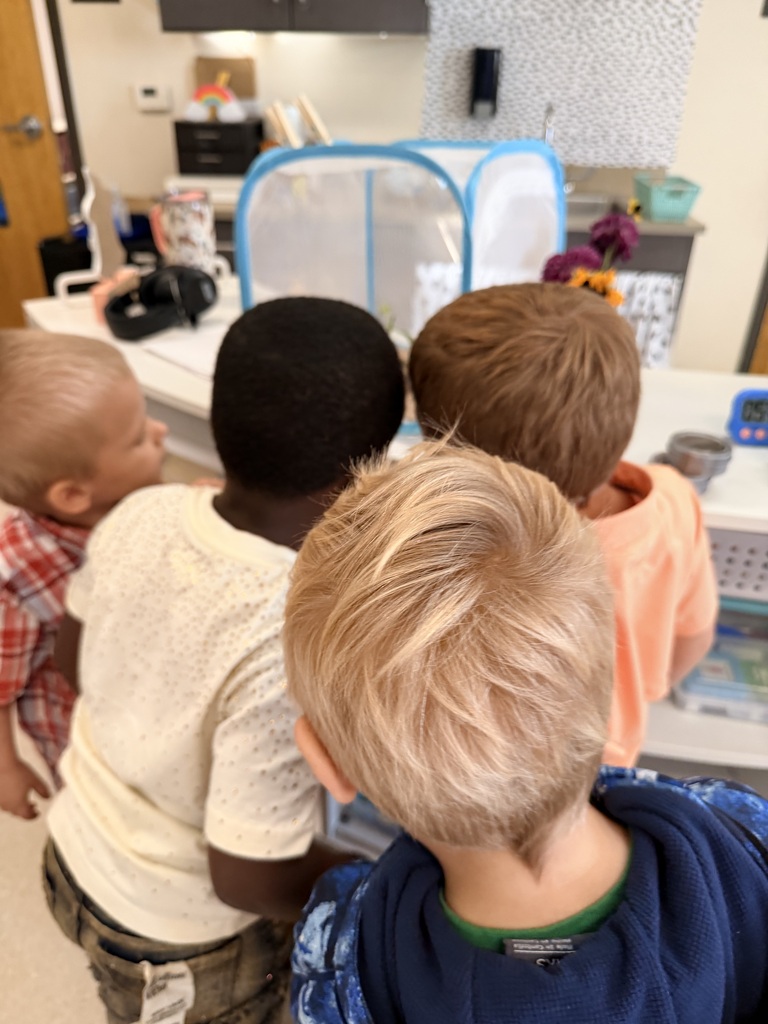 monarch butterflies in kindergarten class