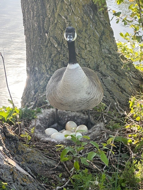 a goose on her nest