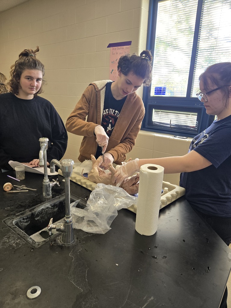 students dissecting pig