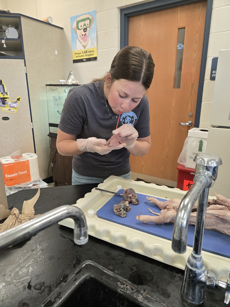 student inflating pig lungs