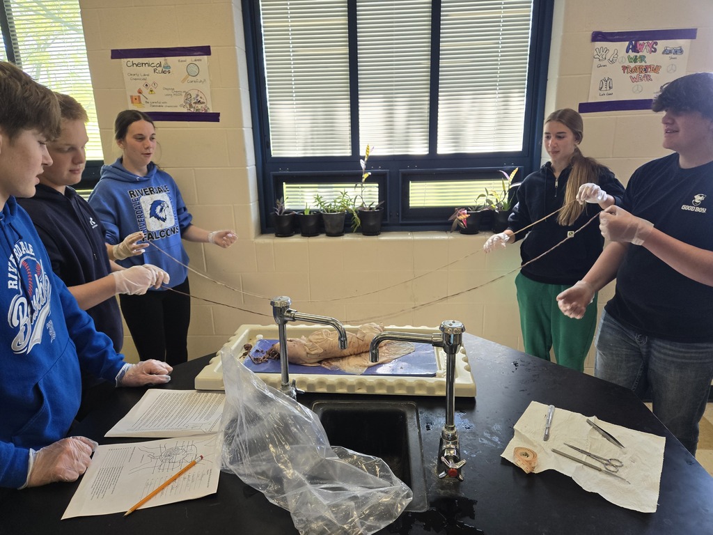 students measuring small intestine 