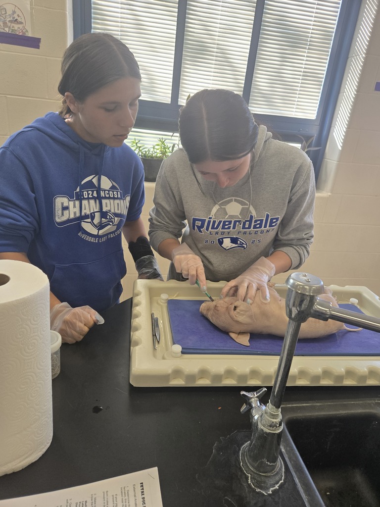 students cutting pig mouth