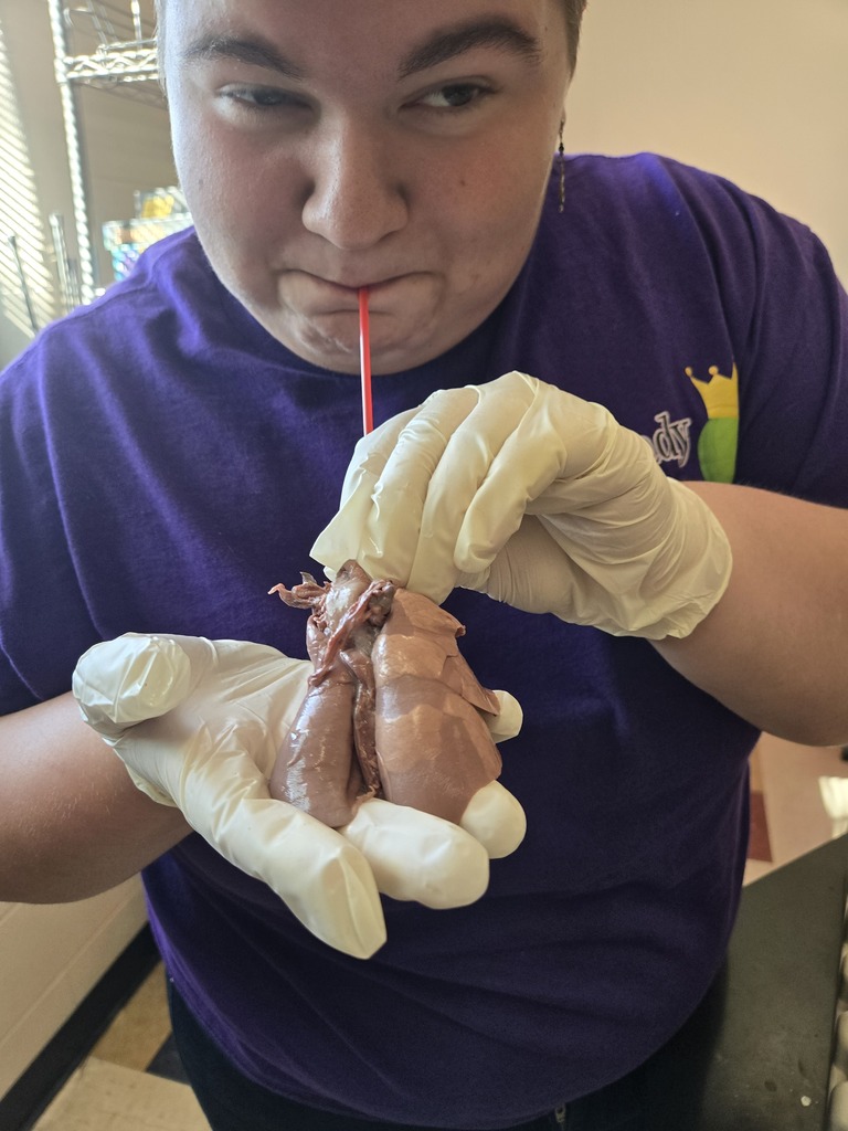 student inflating pig lungs, inflated part is lighter in color