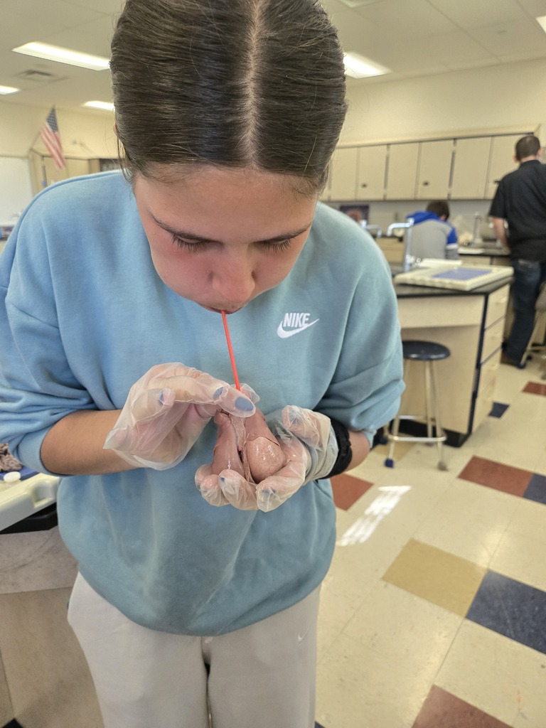 student inflating pig lungs