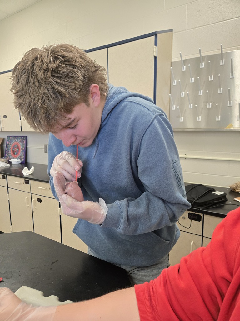 student trying to inflate pig lungs