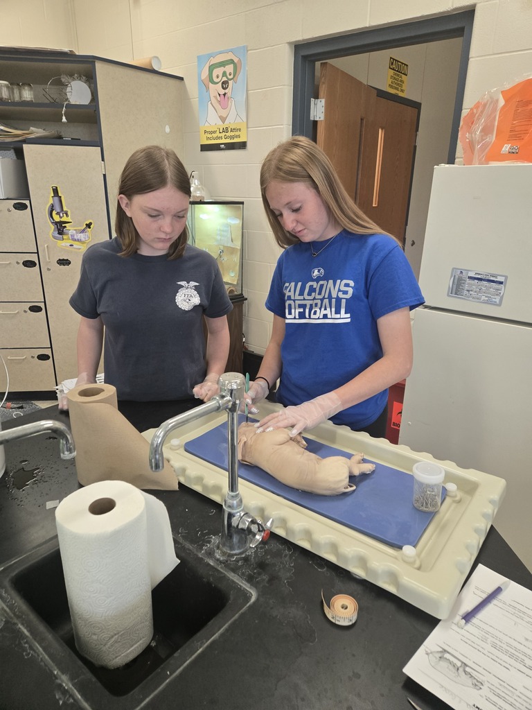 students examining outside of pig