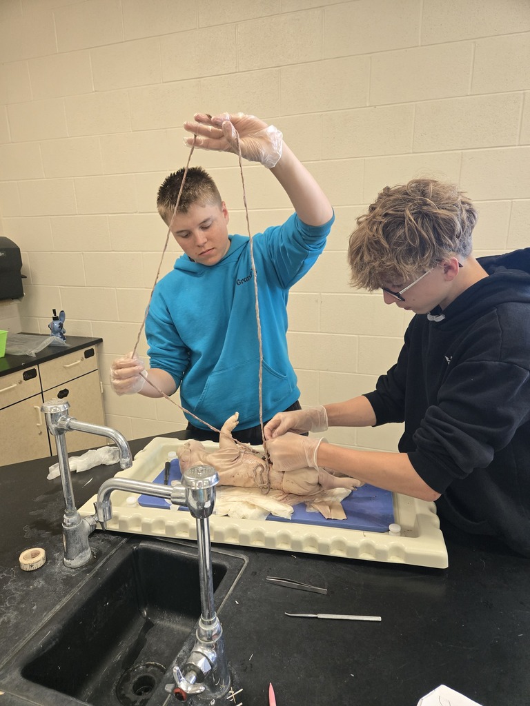 students dissecting digestive system