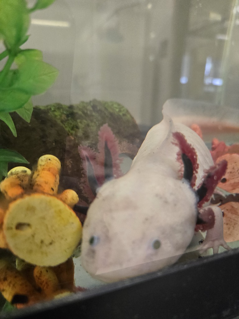 bubbles the axoltol, happy to be back in the classroom