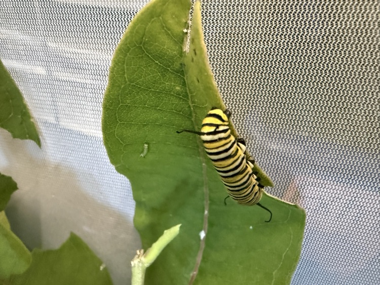 caterpillar on leaf