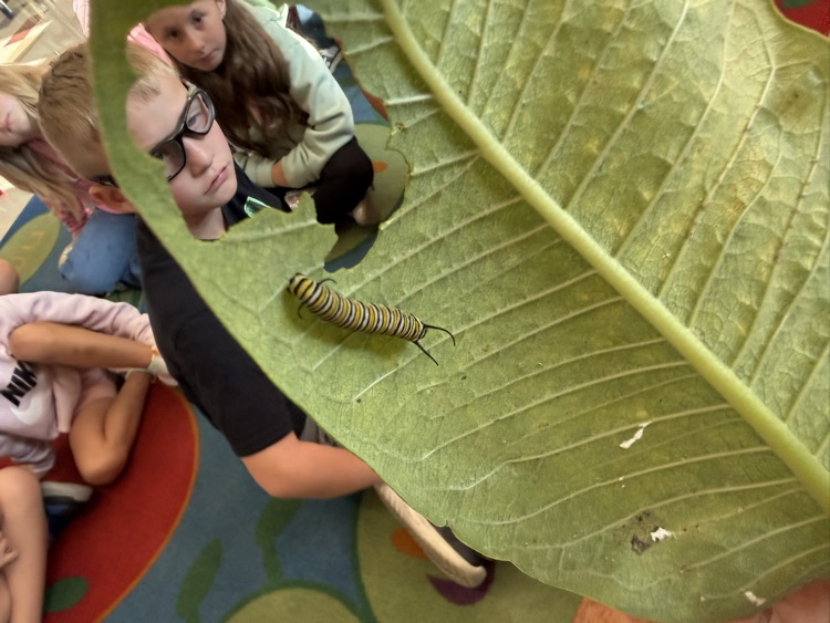 caterpillar on leaf