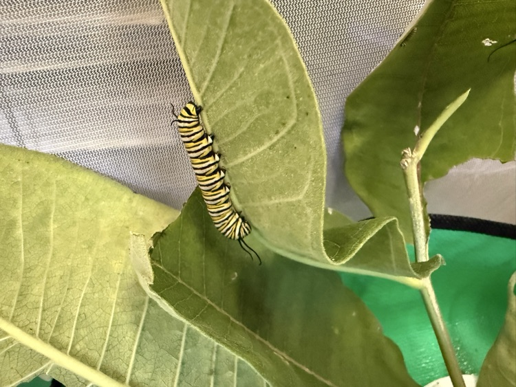 leaf with caterpillar