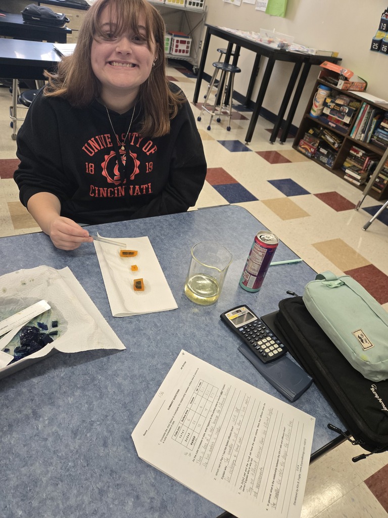 students looking at agar cells after diffusion
