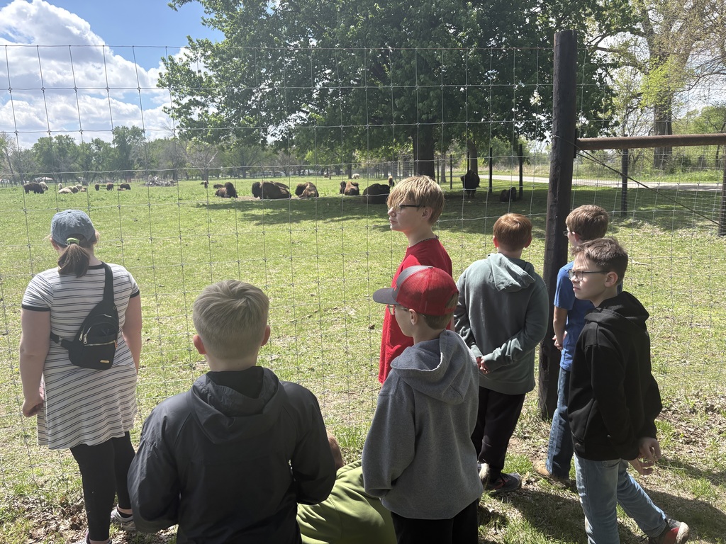 Looking at the Bison.