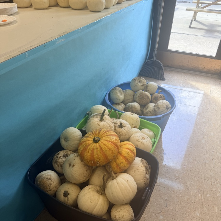 So Many Pumpkins