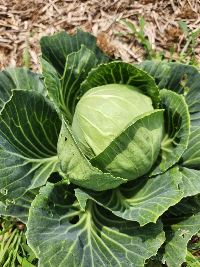 Cabbage!