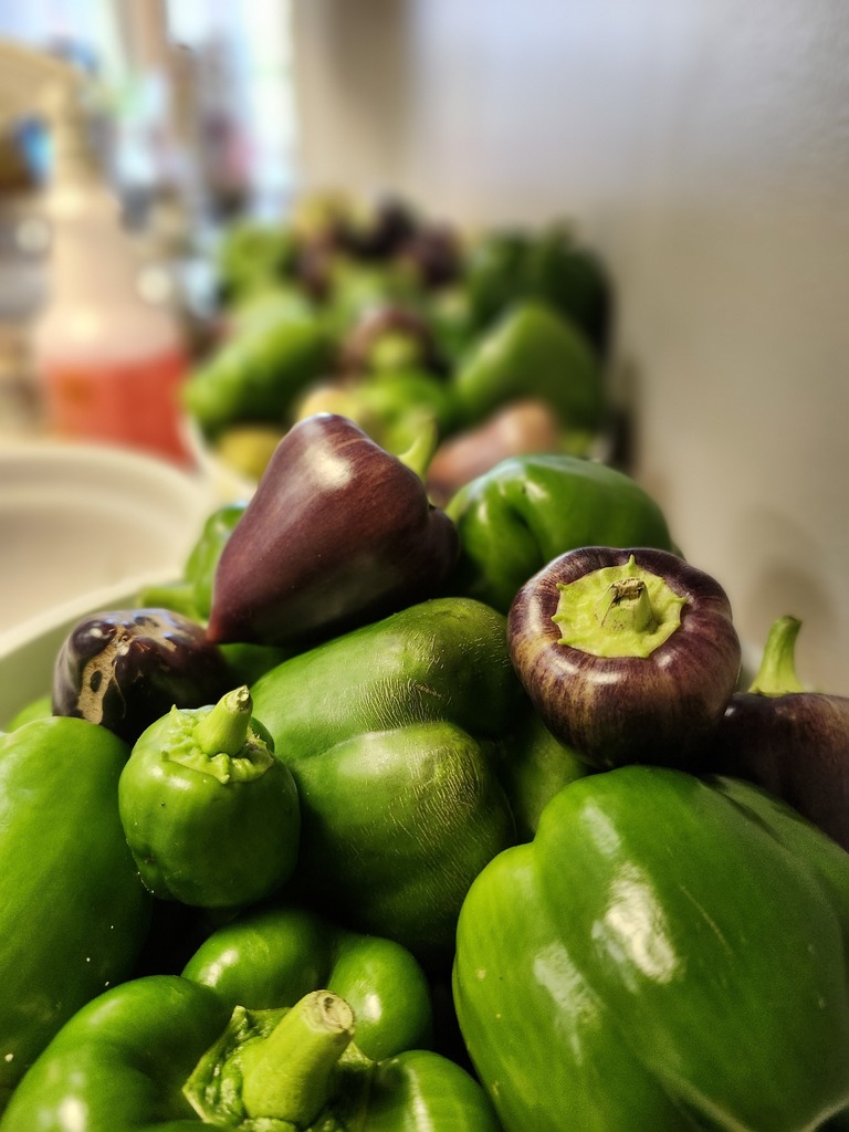 Sweet pepper variety